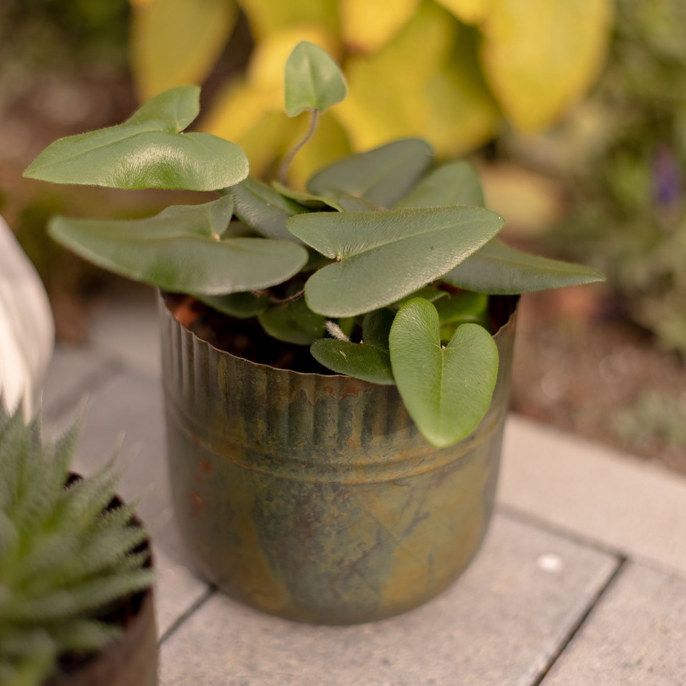 Plant Pot Aando - 2er Set